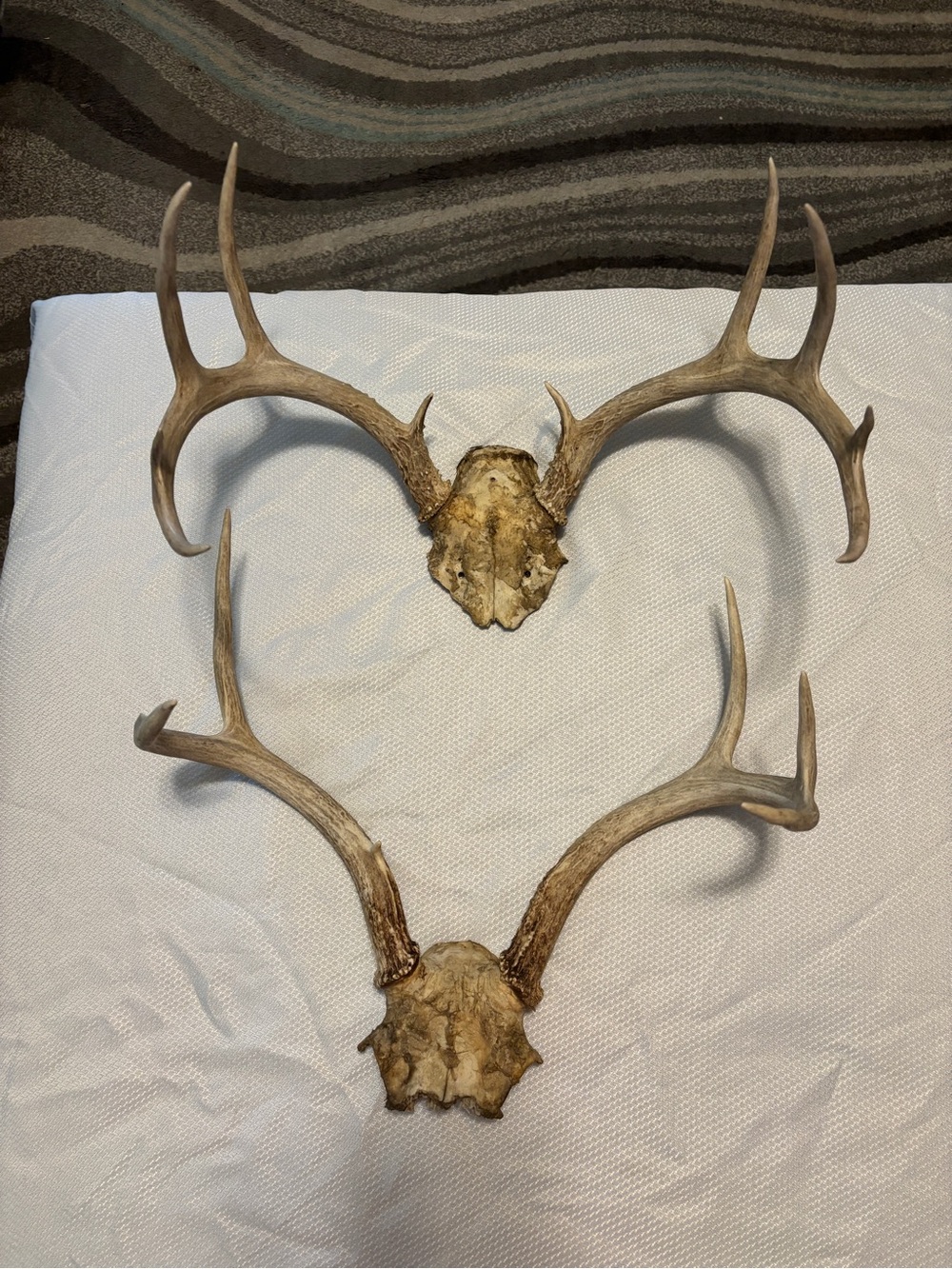 Texas White Tail Deer Antlers